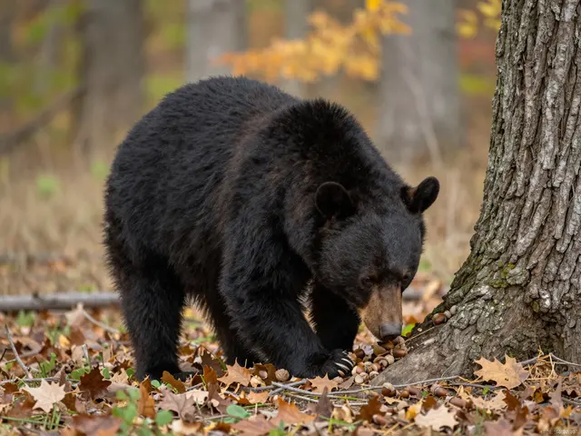 A black bear sniffs for acorns on the forest floor beside an oak tree in autumn woods