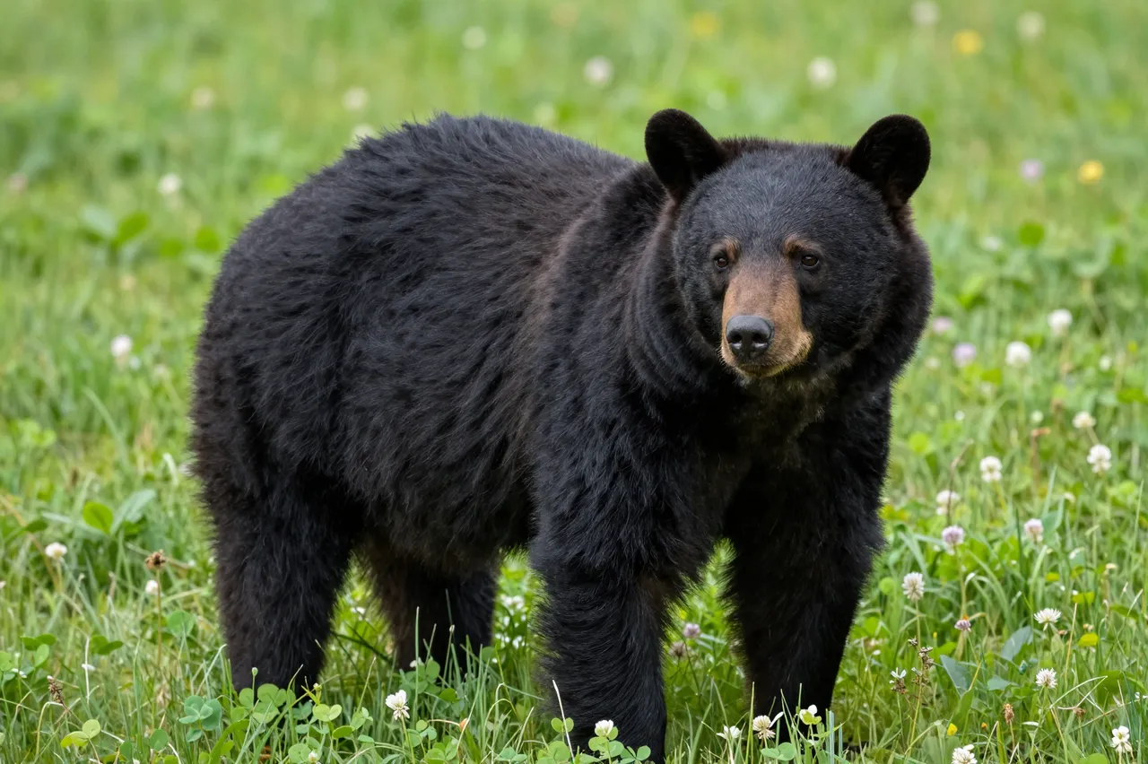 A black bear with a tan muzzle stands alert in a lush green clover and wildflower meadow.