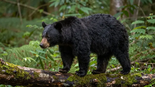A black bear stands walking slowly across a moss-covered log in a lush green rainforest.