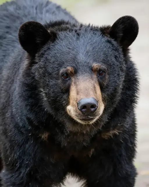 A close-up portrait of a black bear with a brown muzzle looking directly at the camera