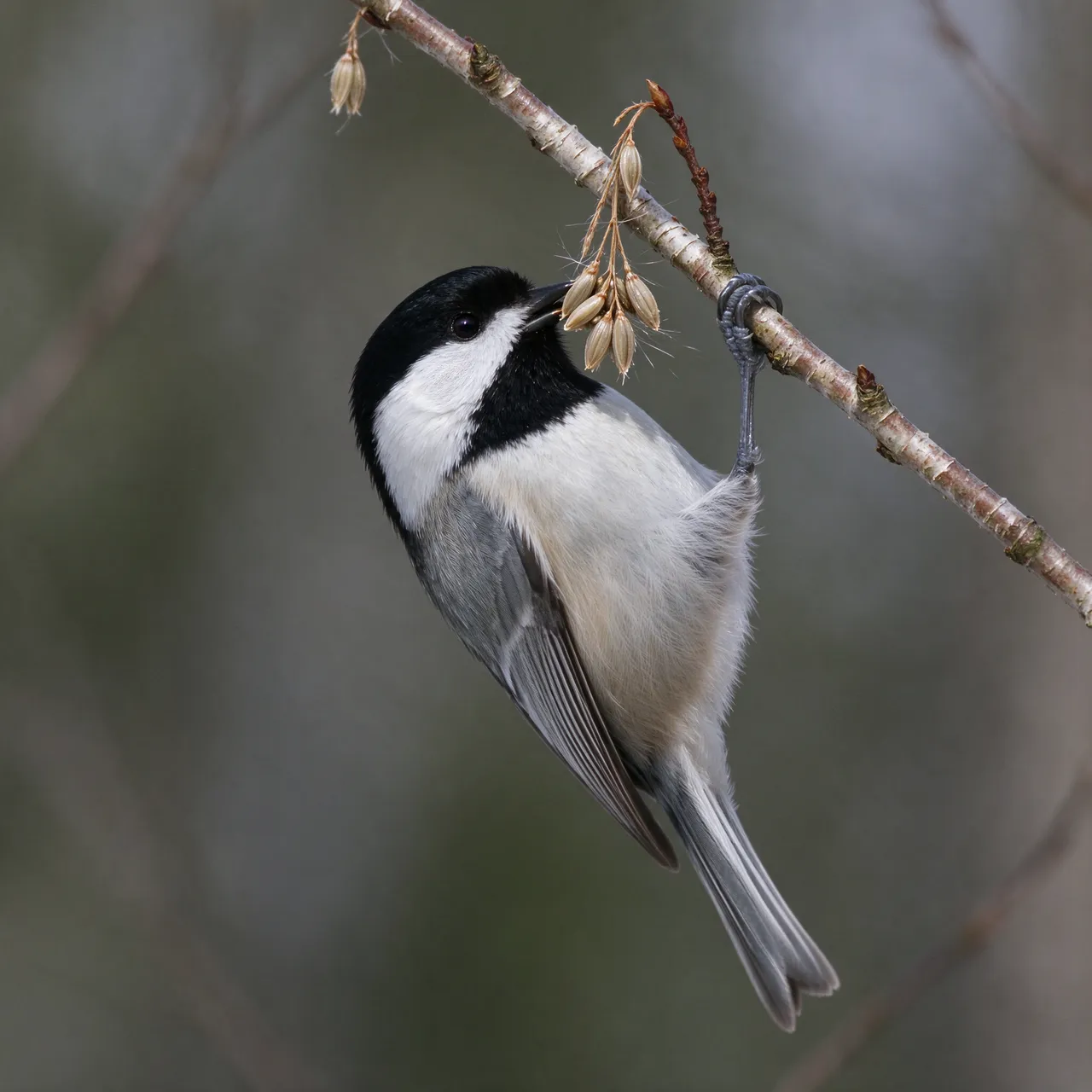 A black-capped chickadee hangs upside down from a birch twig pecking at seed heads