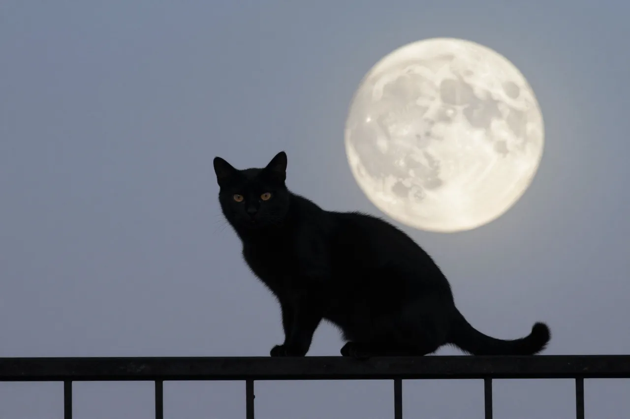 A solid black cat with amber eyes sits on a dark metal railing in front of a large bright full moon against a dusky gray sky