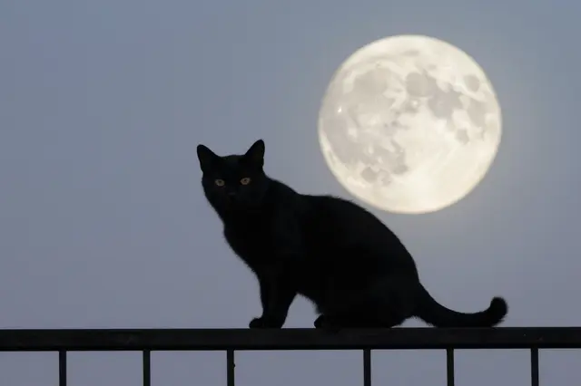 A solid black cat with amber eyes sits on a dark metal railing in front of a large bright full moon against a dusky gray sky