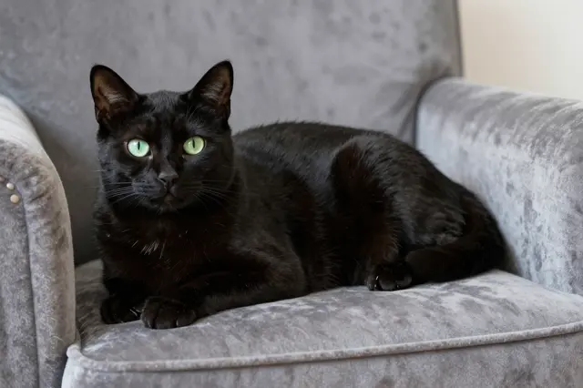 A black cat with bright green eyes lies calmly on a gray velvet armchair looking toward the camera.
