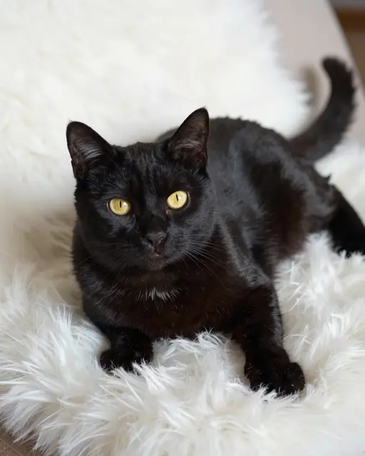 A glossy black cat with golden yellow eyes lies relaxed on a fluffy white fur rug looking at the camera.