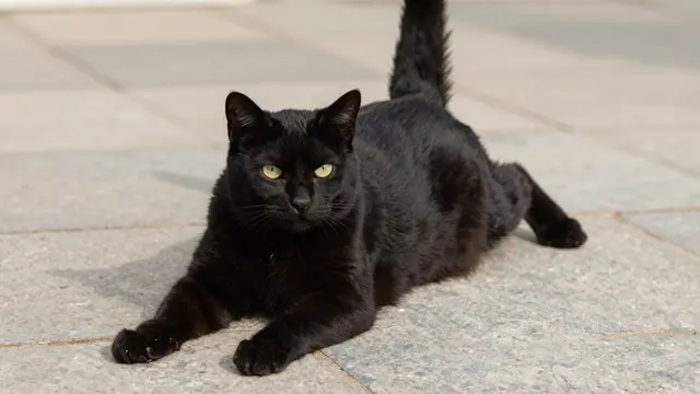 A black cat with yellow eyes stretches across a sunny tiled stone patio, tail raised.