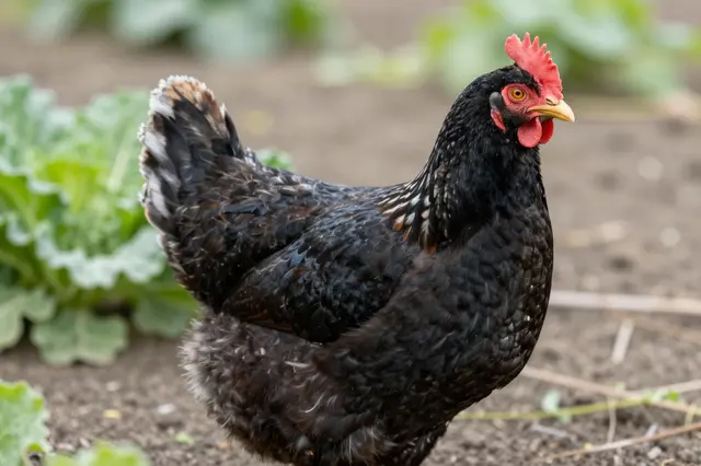 A dark feathered Black Copper Marans hen stands on garden soil next to leafy vegetable plants.