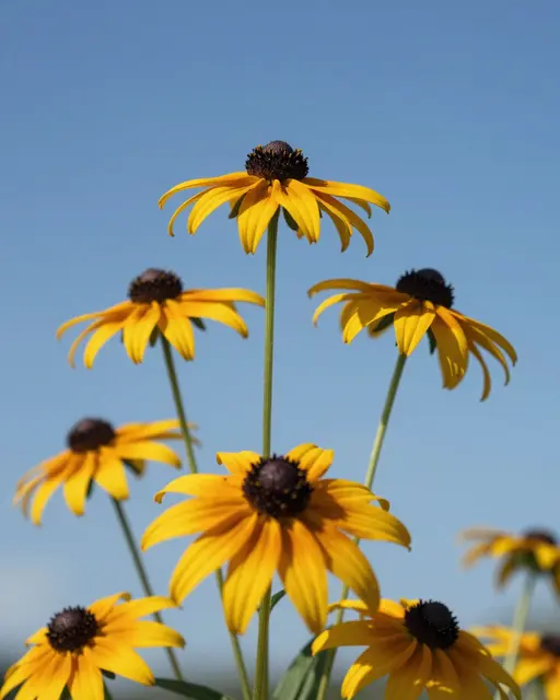 Low angle view of yellow black-eyed susan blooms standing against a clear bright blue sky.
