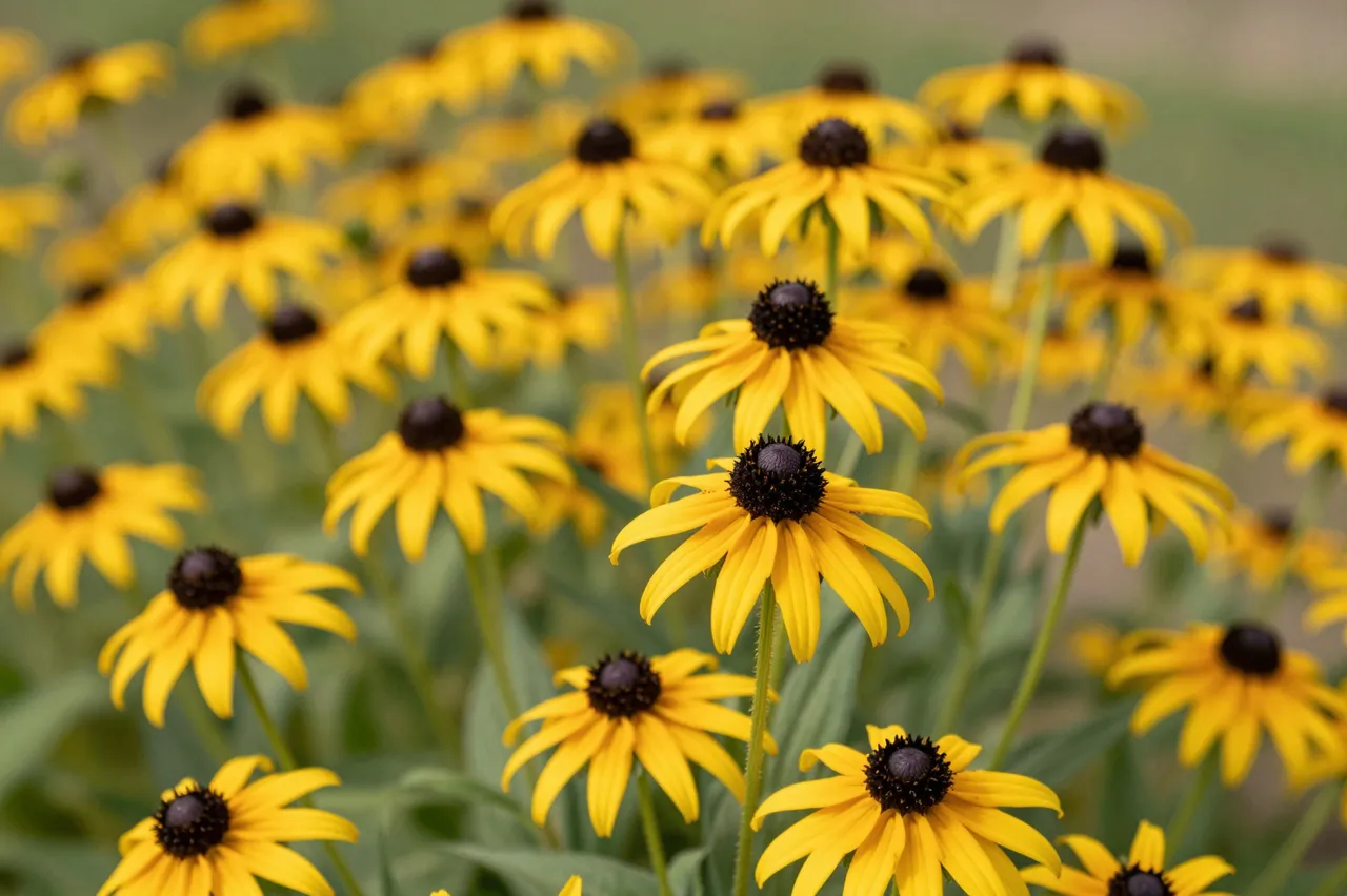 Close-up of vibrant yellow black-eyed susan flowers growing in a sunlit summer field
