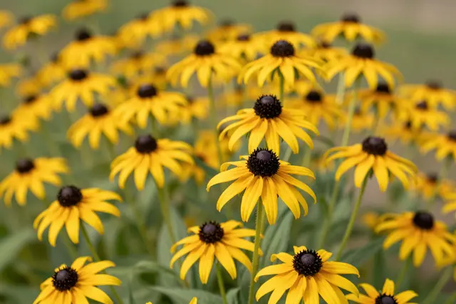 Close-up of vibrant yellow black-eyed susan flowers growing in a sunlit summer field