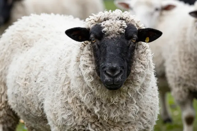 A Valais Blacknose style sheep with curly white fleece and black face looks directly at the camera, with blurred sheep