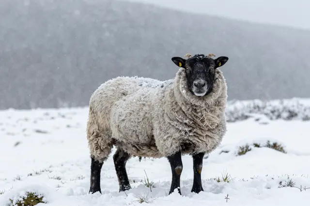 A black-faced sheep with a snow-crusted thick fleece stands on a snow-covered moor as snow falls under soft gray light.