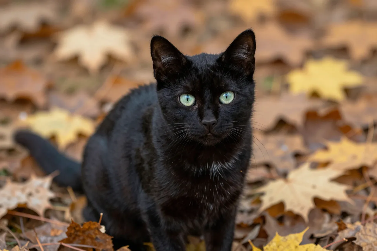 A black kitten with pale green eyes sits alert on a bed of dry autumn maple leaves, looking directly at the camera.
