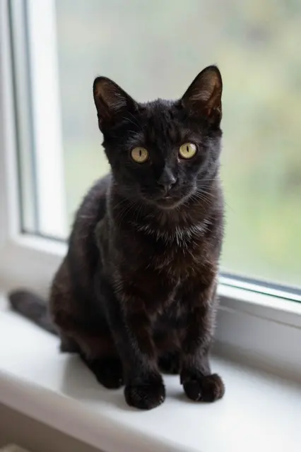 A dark black kitten with pale yellow eyes sits upright on a white windowsill in soft daylight.