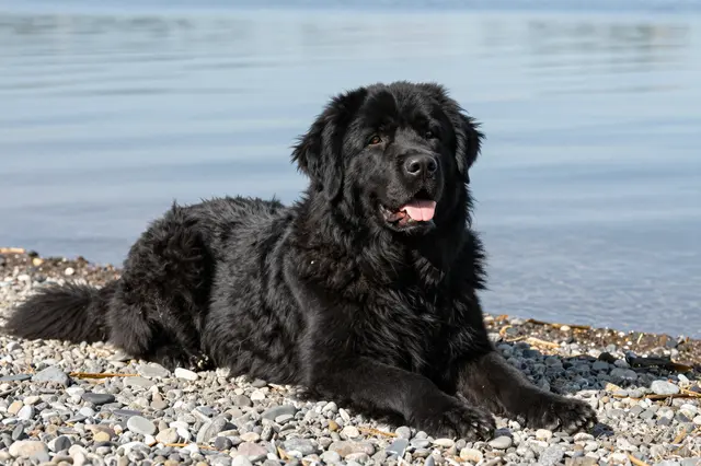 Shaggy black Newfoundland dog lies relaxed on a pebble beach beside calm still lake water