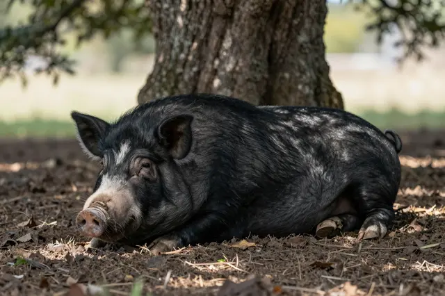 A black pig with light facial markings lies resting on leaf litter in the shade of an oak tree