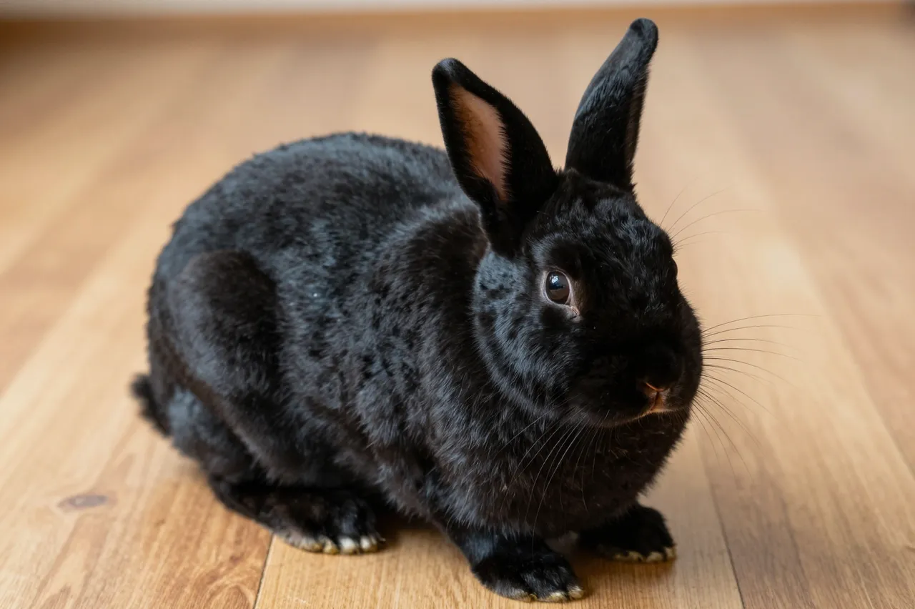 A plush black rex rabbit sits calmly on a light wood indoor floor looking toward the camera