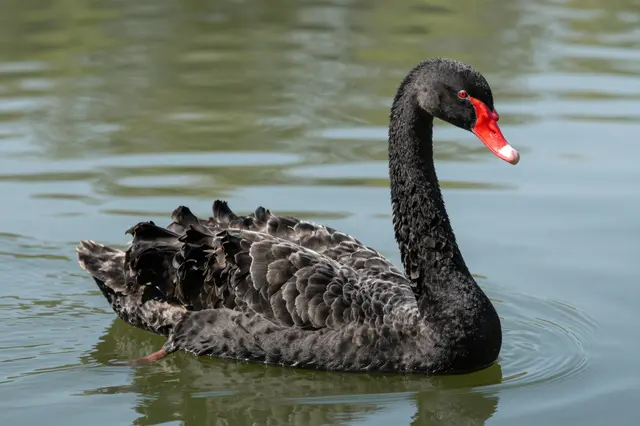 A black swan with red beak floats on calm rippled green-blue lake water