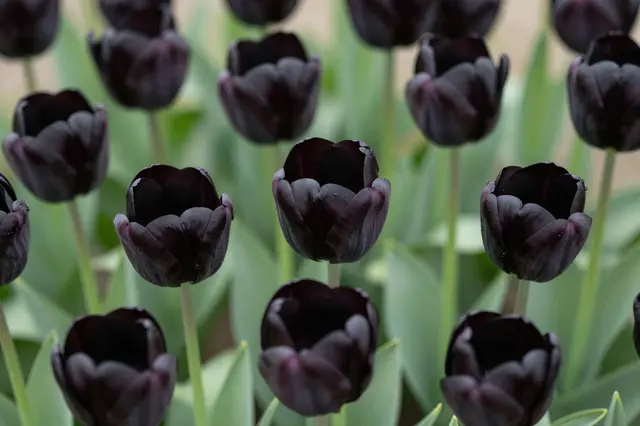 Glossy dark black tulip flowers grow surrounded by smooth green leaves in a garden setting