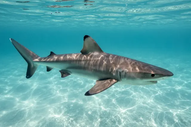 A blacktip reef shark swims through clear shallow turquoise ocean water over a sandy seabed.