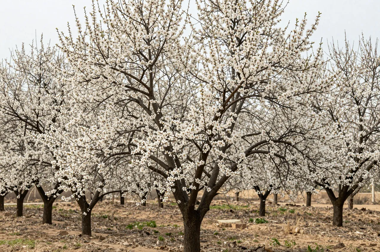 Rows of almond trees covered in delicate white spring blossoms under an overcast sky