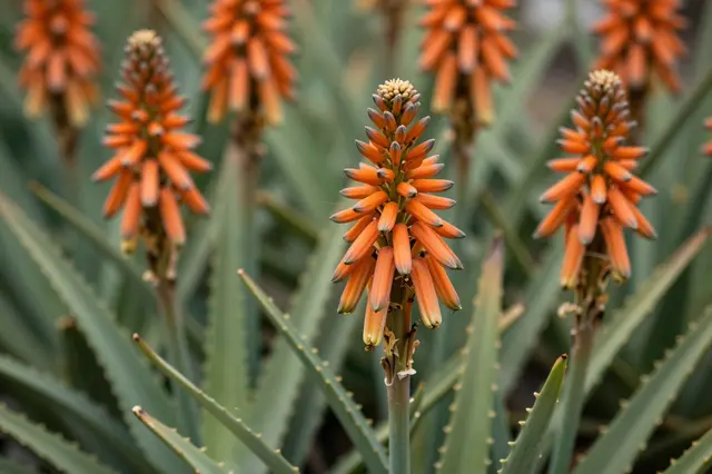 Sharp central orange aloe flower spike stands out against softly blurred aloe plants in the background