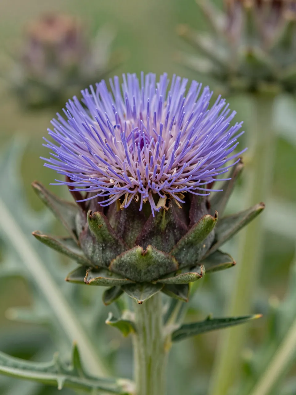 Close-up of a vibrant purple thistle-like artichoke bloom against soft blurred green foliage