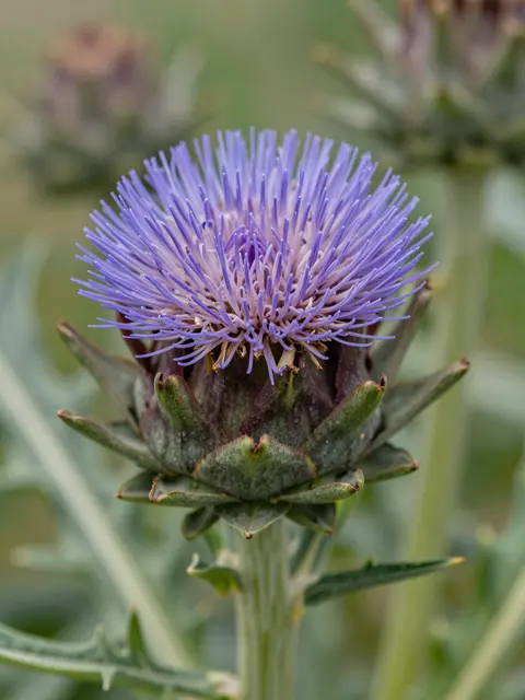 Close-up of a vibrant purple thistle-like artichoke bloom against soft blurred green foliage