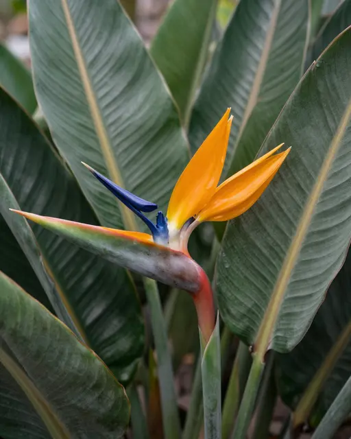 Close-up of a vibrant blooming bird of paradise flower framed by large glossy green leaves