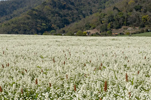 Dense white blooming buckwheat stretches across the foreground beneath forested wooded hills on a bright clear day