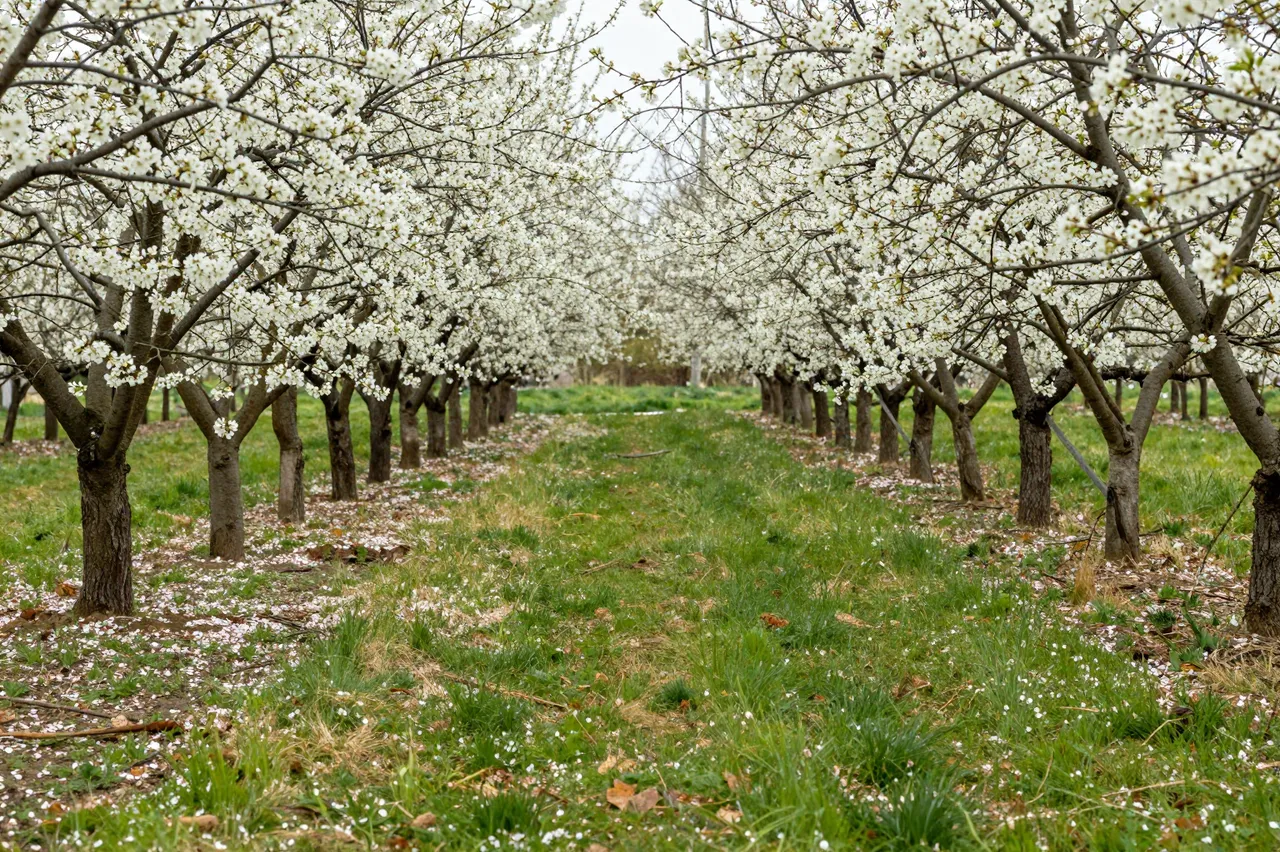 A grassy path runs between rows of cherry trees covered in white spring blossom with fallen petals scattered on the ground.