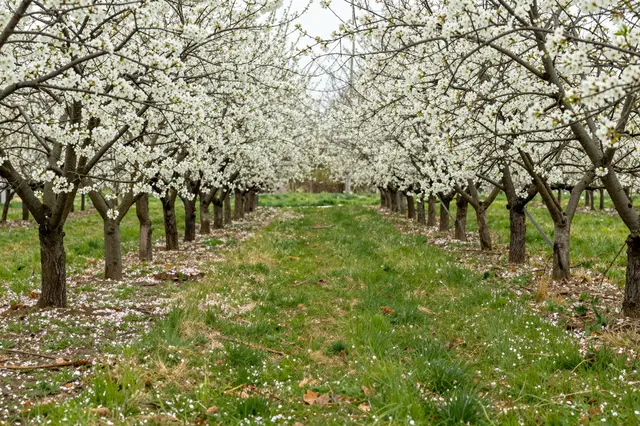 A grassy path runs between rows of cherry trees covered in white spring blossom with fallen petals scattered on the ground.