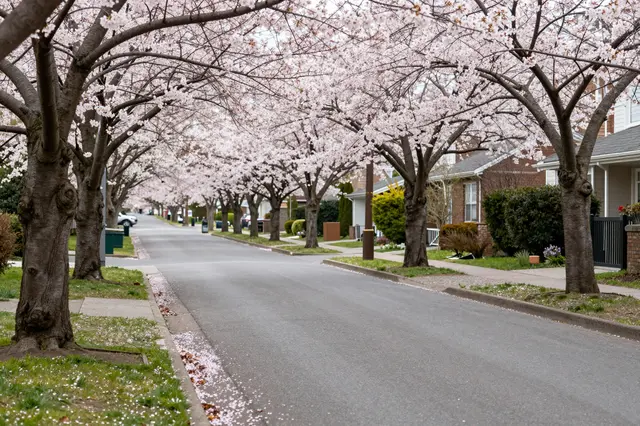 A quiet empty residential street lined with blooming cherry blossom trees and fallen petals along the curb