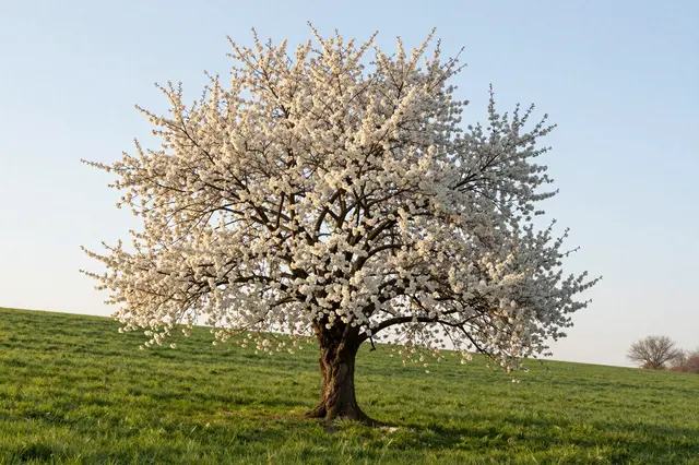 An old cherry tree covered in white spring blossoms stands alone on a grassy hill at sunrise
