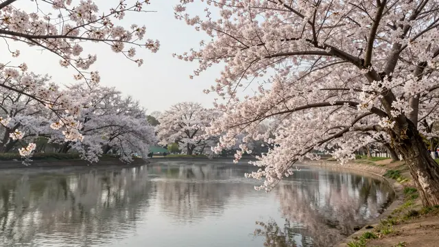 Pink flowering cherry tree branches frame a calm misty lake at soft pale dawn
