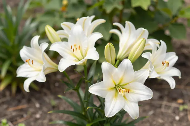 White blooming Easter lilies and unopened buds grow in a sunny garden bed