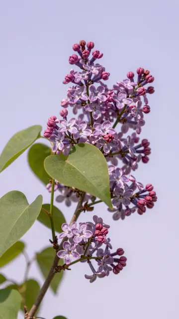 A close-up of a lilac branch with open purple blooms and closed buds against a pale lavender sky