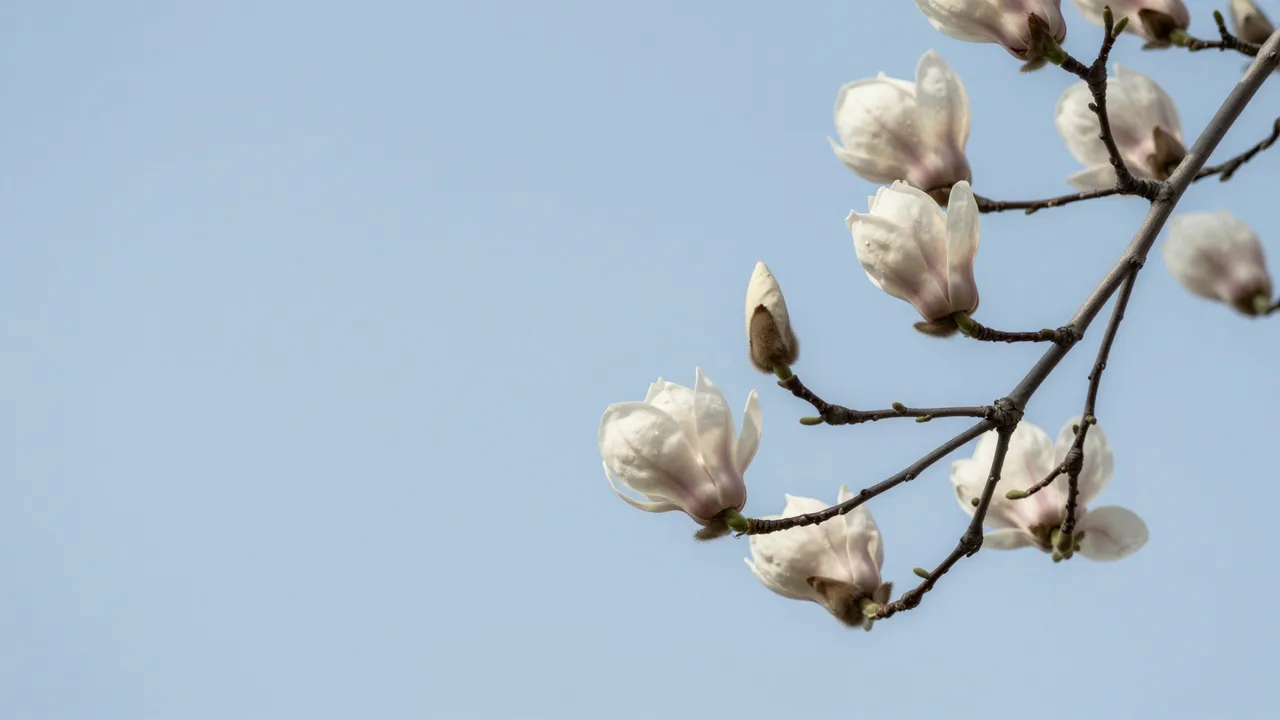 A magnolia branch with open white-pink blooms and buds extends from the right against a soft pale blue sky