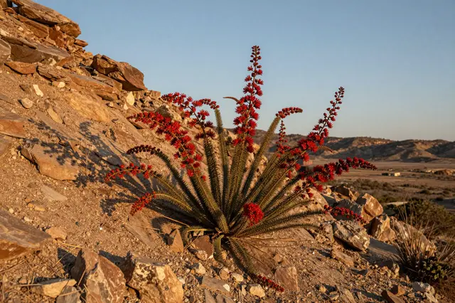 A red flowering ocotillo grows on a rocky desert slope lit by warm sunset light