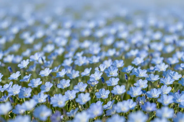 Dense pale blue flax flowers fill the frame with soft blurred background bokeh in bright natural daylight