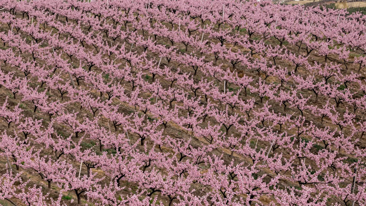 Aerial view of rows of pink flowering peach trees covering rolling sloped hills