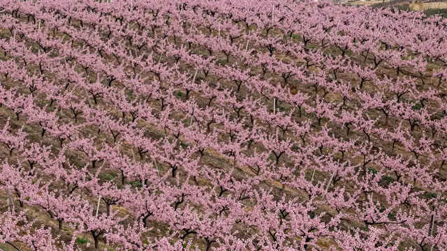 Aerial view of rows of pink flowering peach trees covering rolling sloped hills