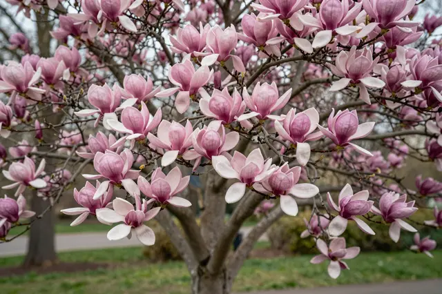 Close-up of a pink magnolia tree covered in full spring blooms in a park setting