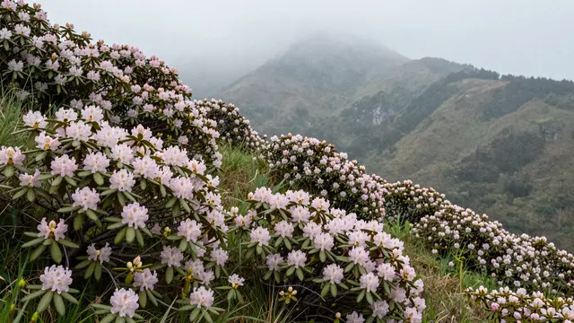 Pale pink wild rhododendron blooms line a misty grassy mountainside with distant hazy peaks