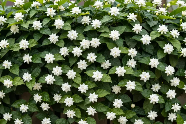Dense star jasmine vine covered in clustered white blooms and glossy green leaves