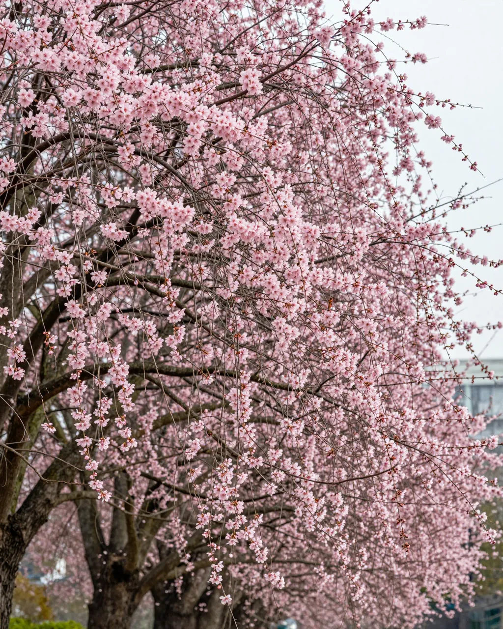 Dense cascading pink weeping cherry blossom branches fill the frame under an overcast sky