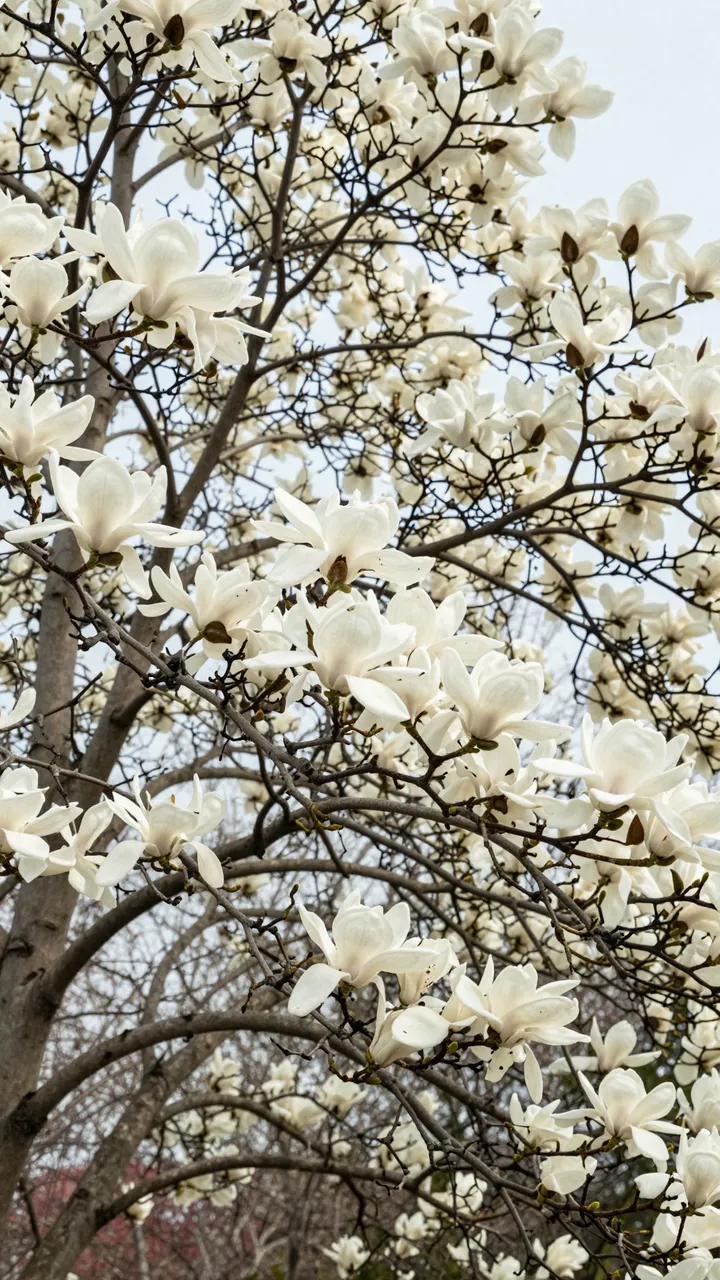 Looking up at a flowering magnolia tree covered in crisp white spring blooms against a pale overcast sky