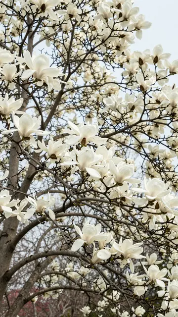Looking up at a flowering magnolia tree covered in crisp white spring blooms against a pale overcast sky