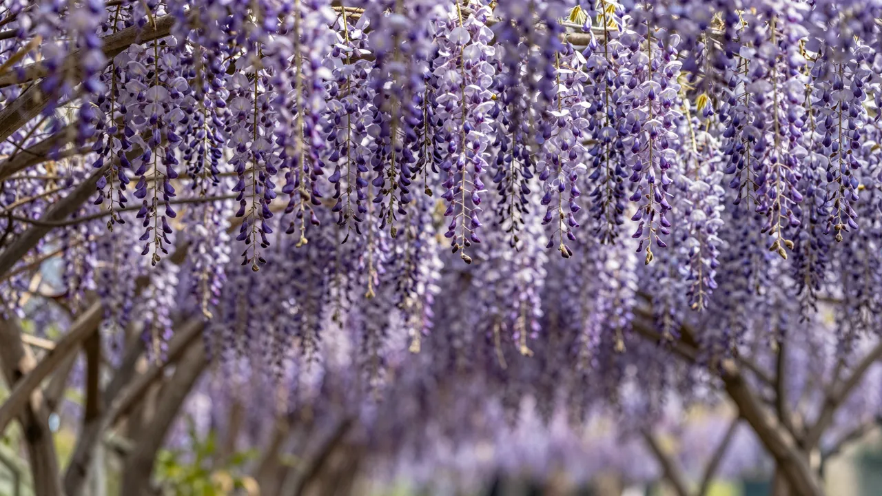 Dense hanging purple wisteria flower clusters form a blooming overhead tunnel in bright natural light