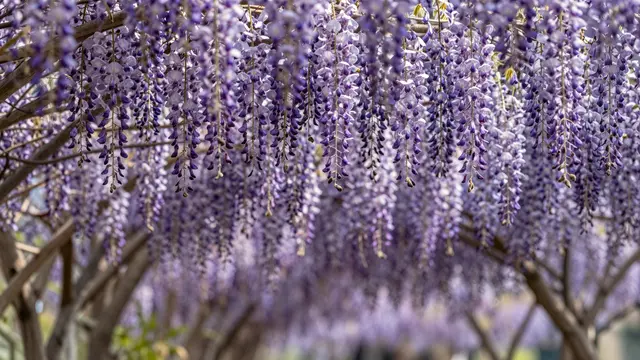 Dense hanging purple wisteria flower clusters form a blooming overhead tunnel in bright natural light